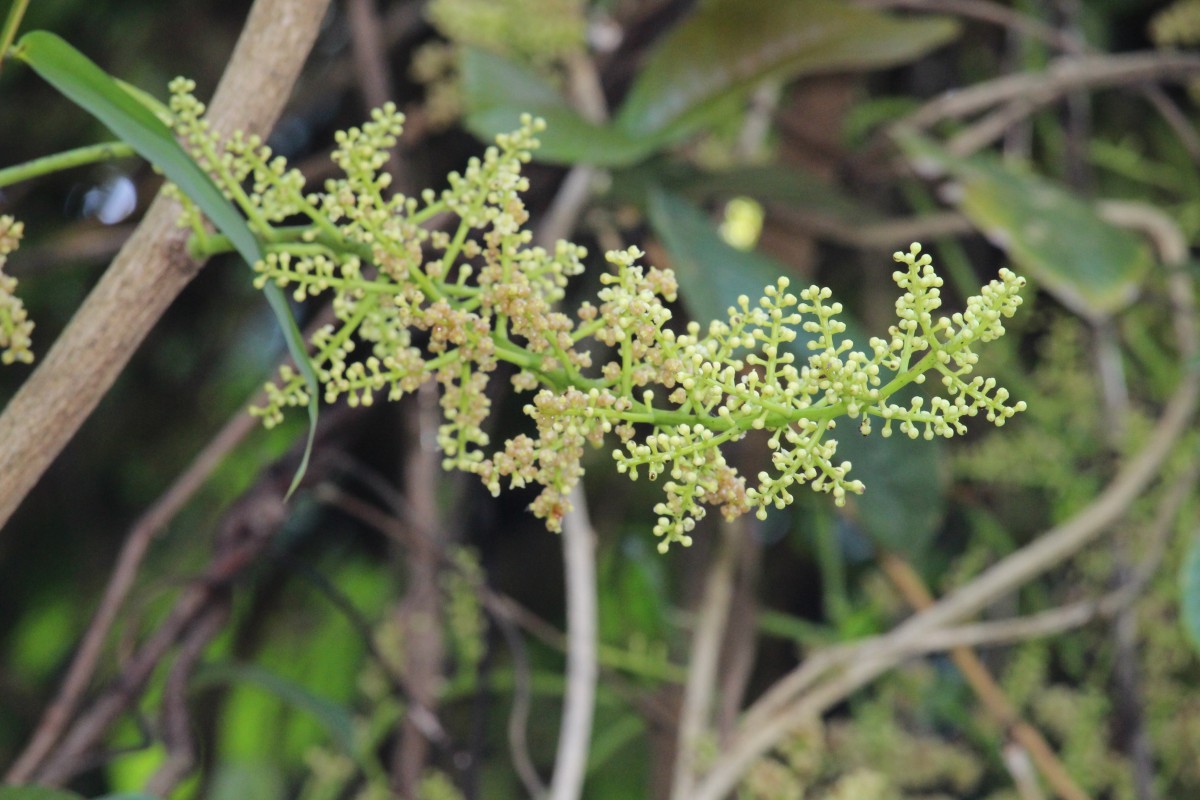 Anamirta cocculus (L.) Wight & Arn.